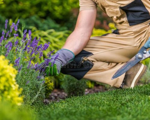GARDEN MAINTENANCE GARDEN MAINTENANCE