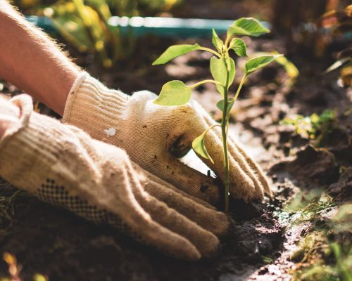 garden care garden care