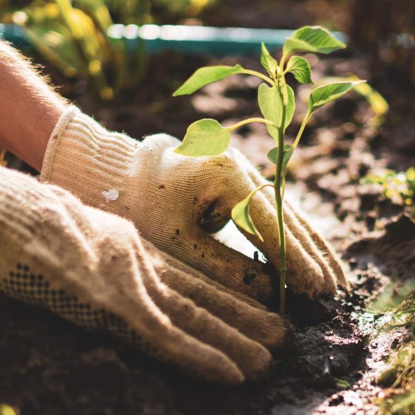garden care garden care