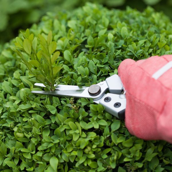 trees and shrub care trees and shrub care